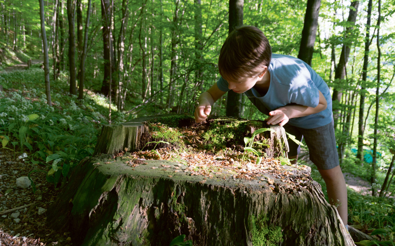 Lust auf ein Bad im Wald?